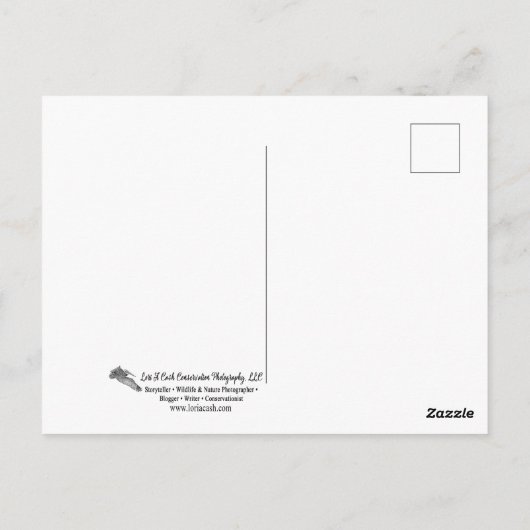 Nördlicher Kardinal Postkarte (Rückseite)