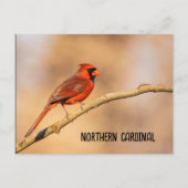 Nördlicher Kardinal Postkarte (Vorderseite)