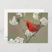 Nördlicher Kardinal Postkarte (Vorne/Hinten)