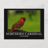 Nördlicher Kardinal Postkarte (Vorderseite)