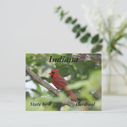 Nördlicher Kardinal Postkarte (Stehend Vorderseite)