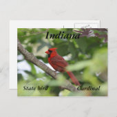 Nördlicher Kardinal Postkarte (Vorne/Hinten)