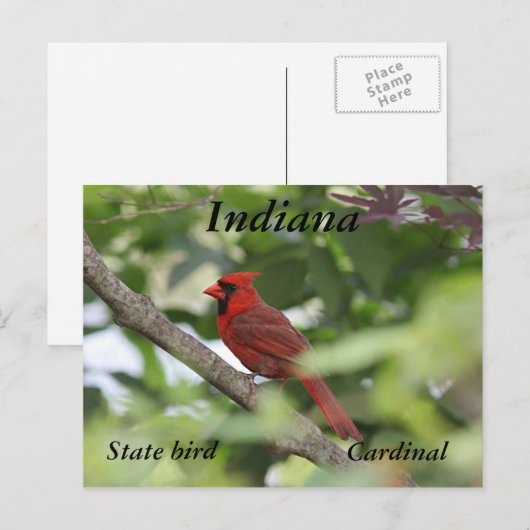Nördlicher Kardinal Postkarte (Vorne/Hinten)