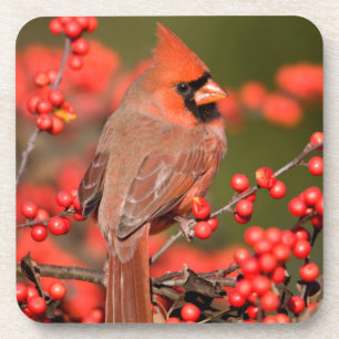 Nördlicher Kardinal über Winterberge Getränkeuntersetzer