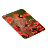 Nördlicher Kardinal über Winterberge Magnet (Rechte Seite)