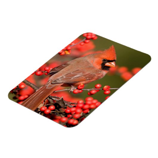 Nördlicher Kardinal über Winterberge Magnet (Linke Seite)