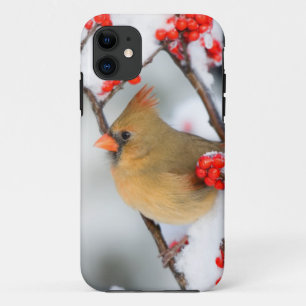Nördlicher Kardinal weiblich an Gewöhnlicher Winte iPhone 11 Hülle
