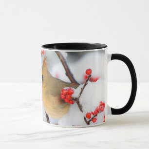 Nördlicher Kardinal weiblich an Gewöhnlicher Winte Tasse