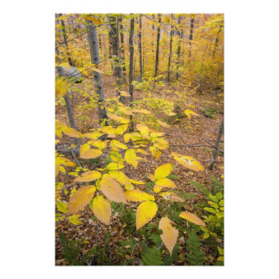 Nördlicher Laubwald in New Hampshire USA Fotodruck