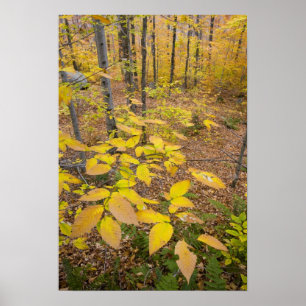 Nördlicher Laubwald in New Hampshire USA Poster