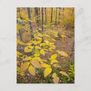Nördlicher Laubwald in New Hampshire USA Postkarte