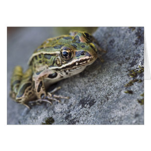 Nördlicher Leopardfrosch, See-through Island,
