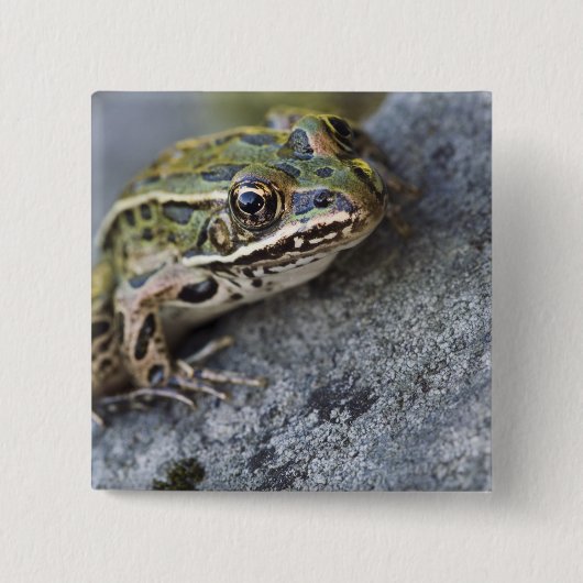 Nördlicher Leopardfrosch, See-through Island, Button (Vorderseite)