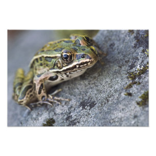 Nördlicher Leopardfrosch, See-through Island, Fotodruck