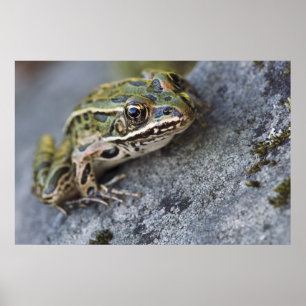 Nördlicher Leopardfrosch, See-through Island, Poster