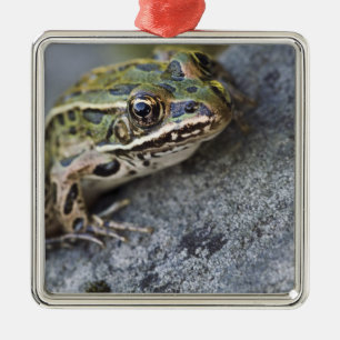 Nördlicher Leopardfrosch, See-through Island, Silbernes Ornament
