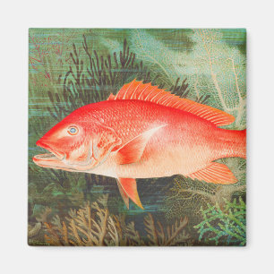 Nördlicher Roter Schnapper Fisch vintage Magnet