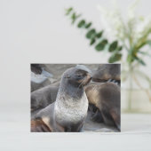 Nördlicher Seebär, Alaska Postkarte (Stehend Vorderseite)