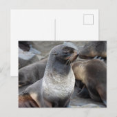 Nördlicher Seebär, Alaska Postkarte (Vorne/Hinten)