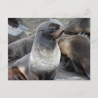 Nördlicher Seebär, Alaska Postkarte