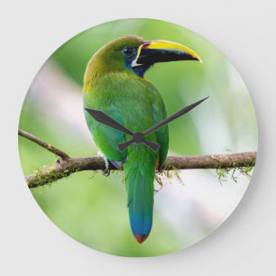 Nördlicher Smaragdtukan in Costa Rica Große Wanduhr