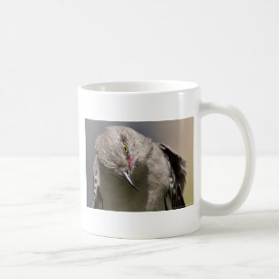 Nördlicher Spottdrossel macht einen Knicks Bekleid Kaffeetasse