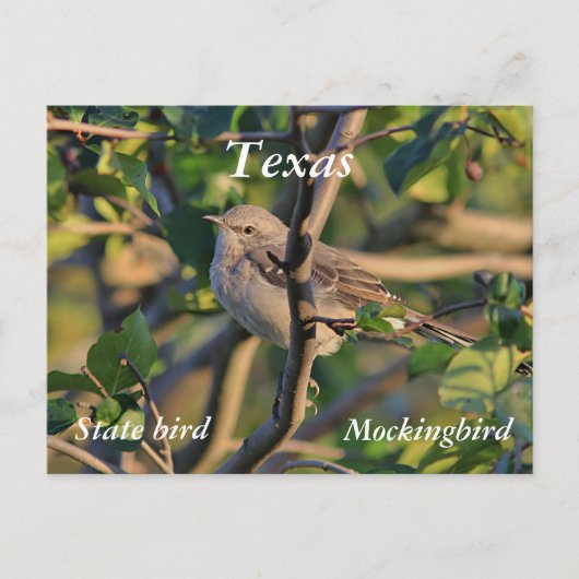 Nördlicher Spottdrossel Postkarte (Vorderseite)