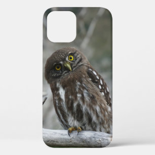 Nördlicher Zwergkauz iPhone 12 Hülle