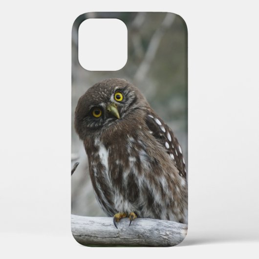 Nördlicher Zwergkauz iPhone 12 Hülle (Rückseite)