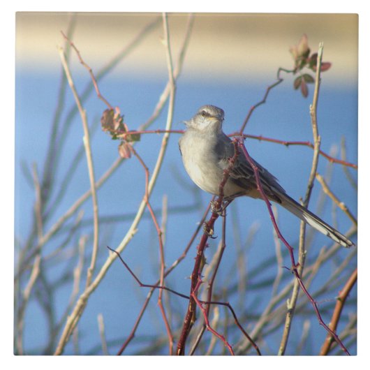 Nördliches Mockingbird-Foto Fliese (Vorderseite)