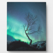 Nordlichtbaum Fotoplatte (Vorderseite)