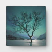 Nordlichtbaum Fotoplatte (Vorderseite)