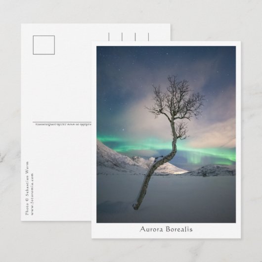 Nordlichtbaum Postkarte (Vorne/Hinten)