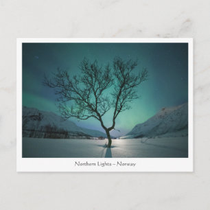 Nordlichtbaum Postkarte