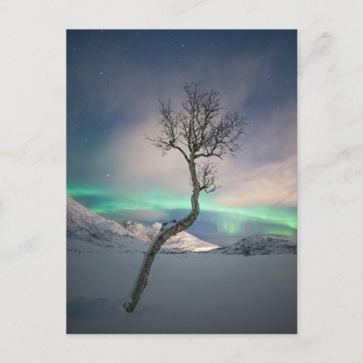 Nordlichtbaum Postkarte (Vorderseite)