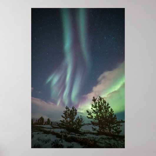 Nordlichtbäume Poster (Vorne)