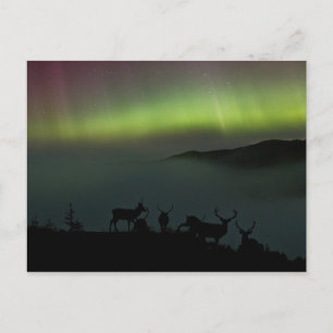 Nordlichter mit Sternchen Postkarte