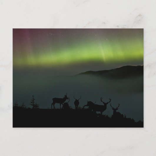 Nordlichter mit Sternchen Postkarte (Vorderseite)