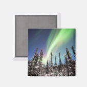 Nordlichter | Nationalpark Denali Magnet (Vorderseite/Rückseite)
