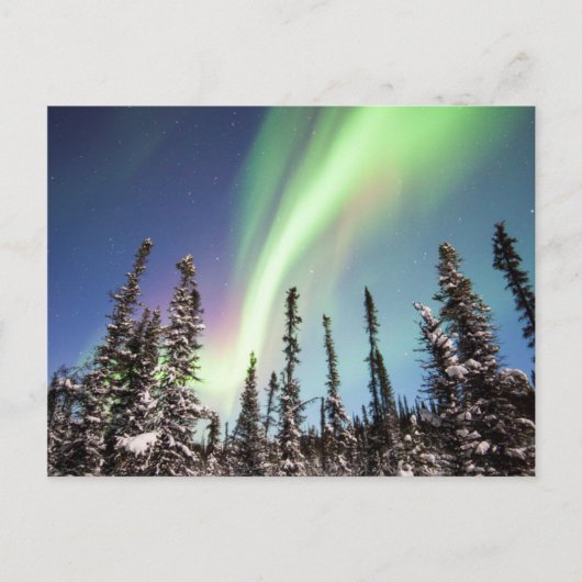 Nordlichter | Nationalpark Denali Postkarte (Vorderseite)