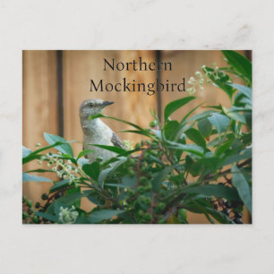 Nordmockingbird in der Pokeweed-Pflanze Postkarte