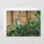 Nordmockingbird in der Pokeweed-Pflanze Postkarte (Vorne/Hinten)