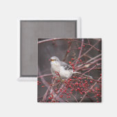 Nordmockingvogel Magnet (Vorderseite/Rückseite)