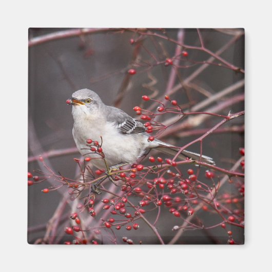 Nordmockingvogel Magnet (Vorne)