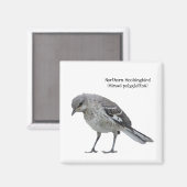 Nordmockingvogel Magnet (Vorderseite/Rückseite)