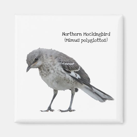 Nordmockingvogel Magnet (Vorne)