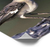 Nordmockingvogel Poster (Ecke)