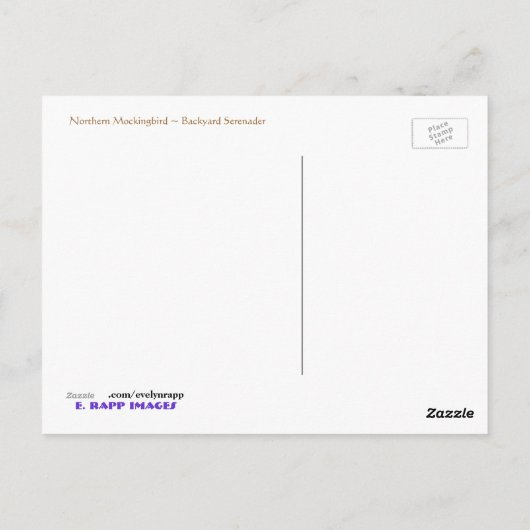 Nordmockingvogel Postkarte (Rückseite)