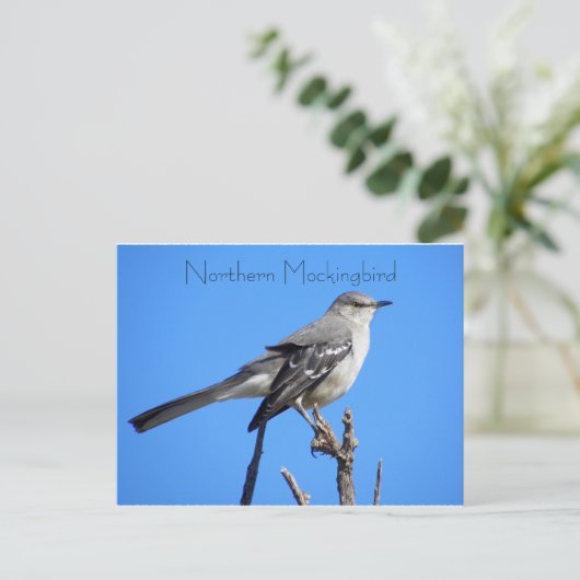 Nordmockingvogel Postkarte (Stehend Vorderseite)