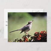 Nordmockingvogel Postkarte (Vorne/Hinten)